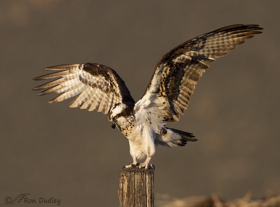osprey 0800 ron dudley
