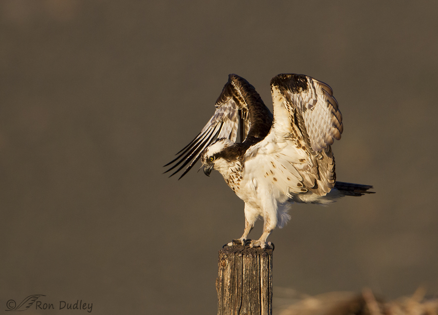 osprey 0802 ron dudley