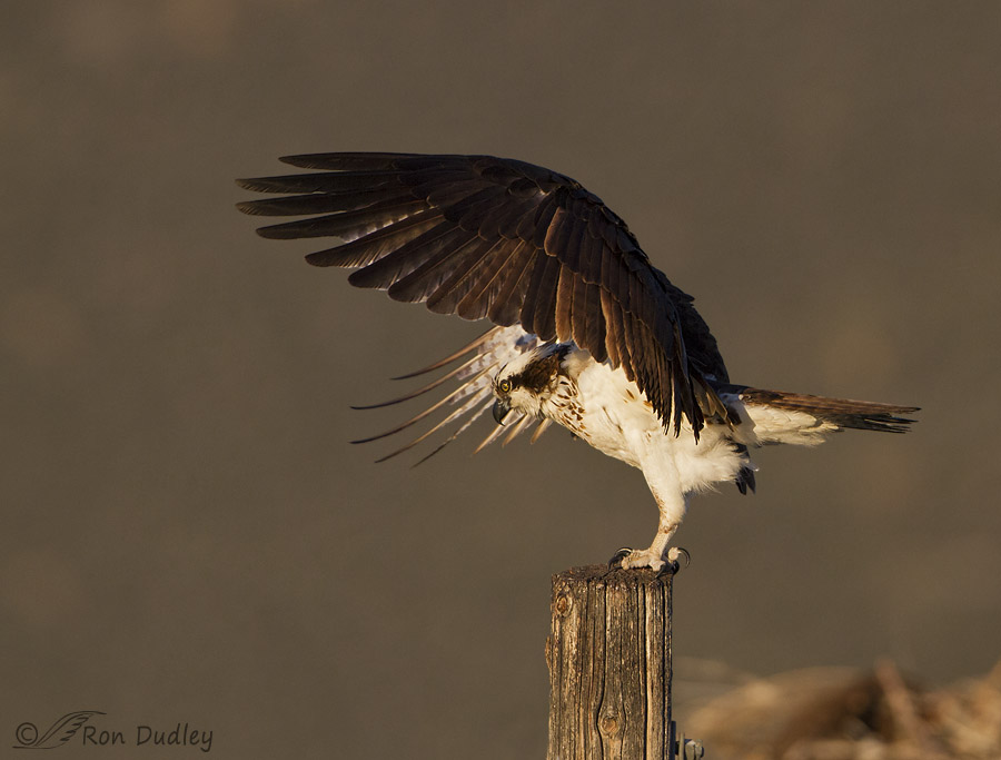 osprey 0805 ron dudley