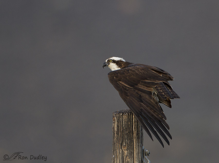 osprey 0842 ron dudley