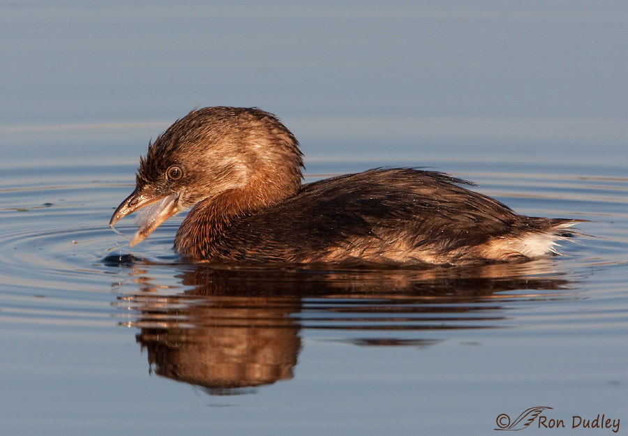 pied-billed-grebe-1436 ron dudley