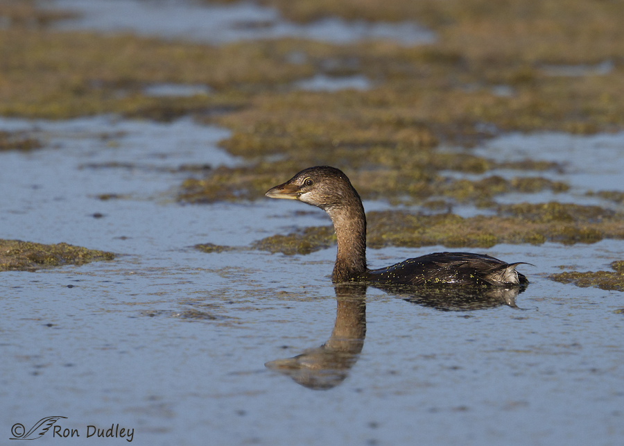 pied-billed grebe 8703 ron dudley