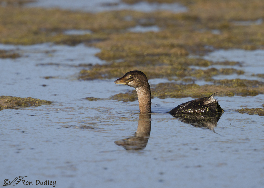pied-billed grebe 8705 ron dudley