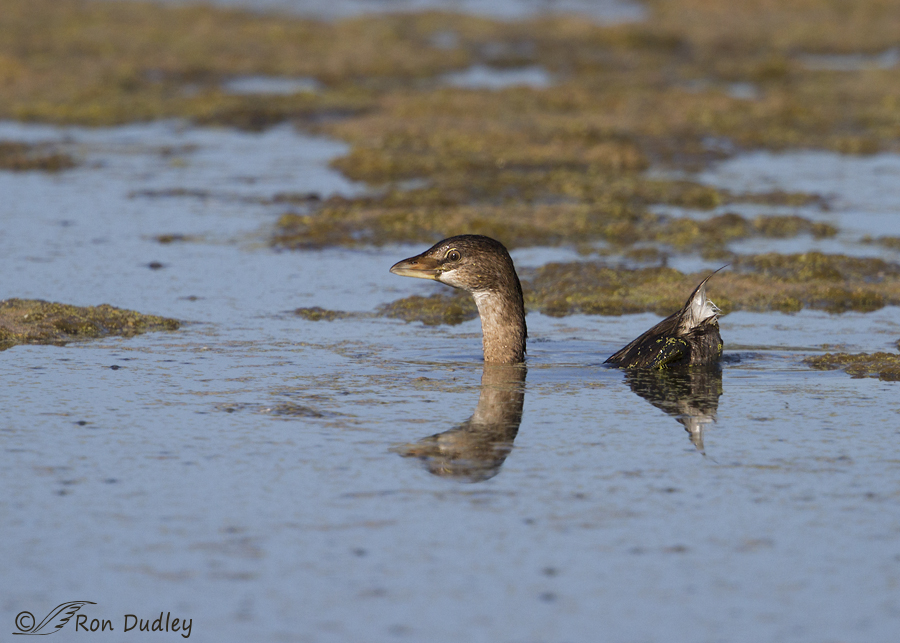 pied-billed grebe 8706 ron dudley