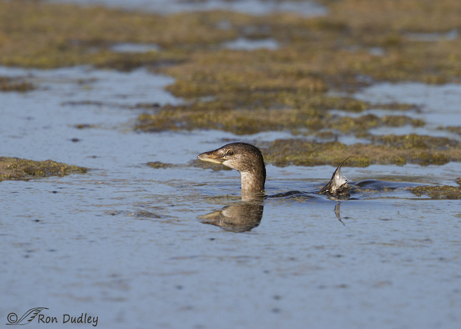 pied-billed grebe 8707 ron dudley