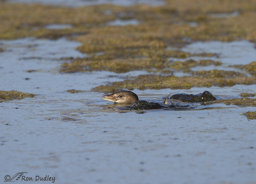 pied-billed grebe 8708 ron dudley