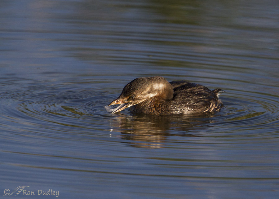 pied-billed grebe 8923 ron dudley