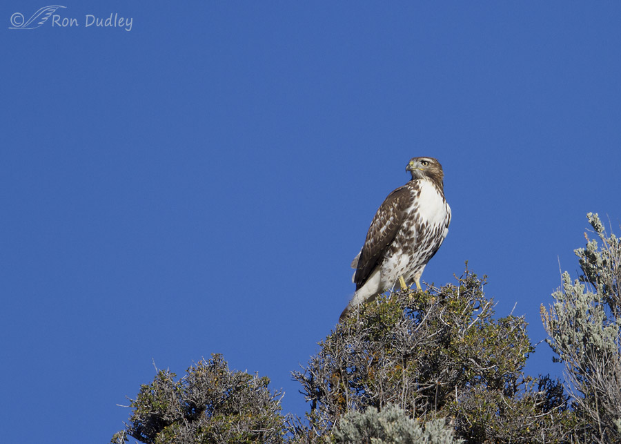 red-tailed hawk 9399 ron dudley