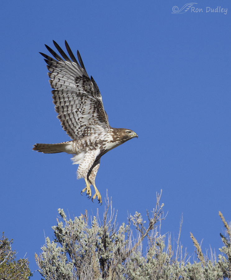 red-tailed hawk 9404 ron dudley