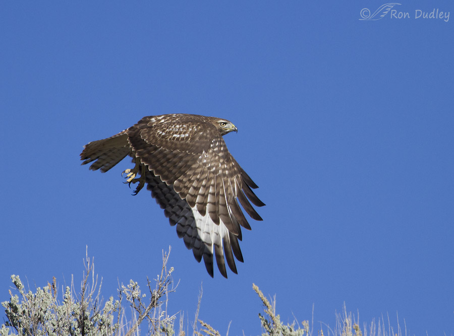 red-tailed hawk 9405 ron dudley