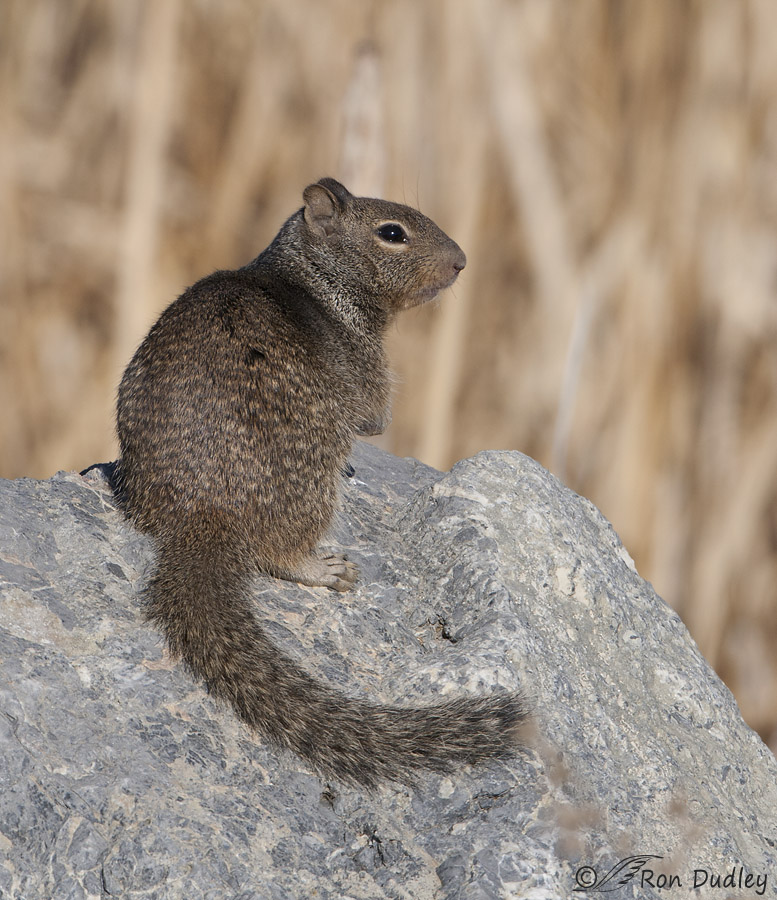 rock squirrel 9827 ron dudley