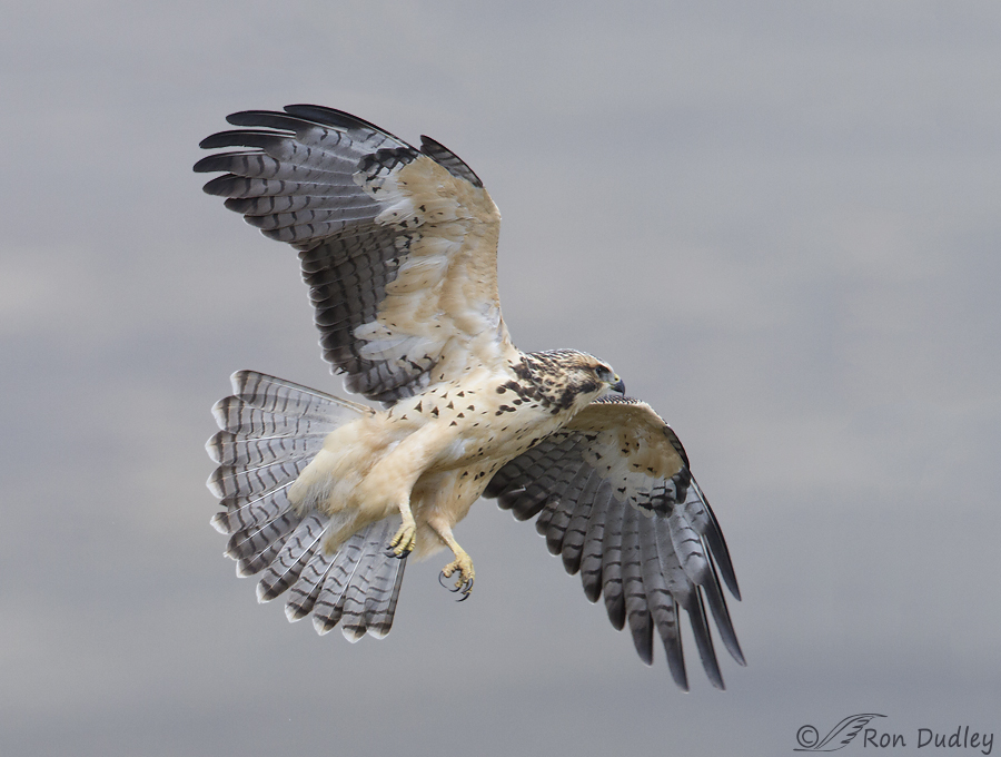 Juvenile Swainson’s Hawk Presenting Its Best Side In Flight « Feathered ...