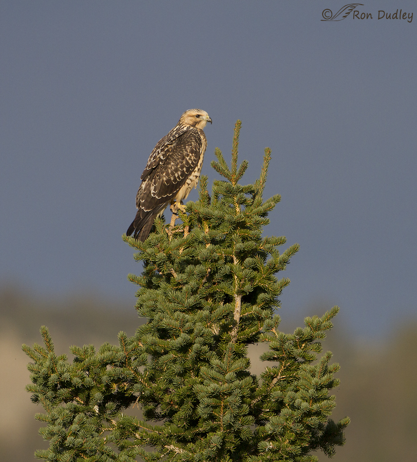 swainson's hawk and nest tree 4452 ron dudley