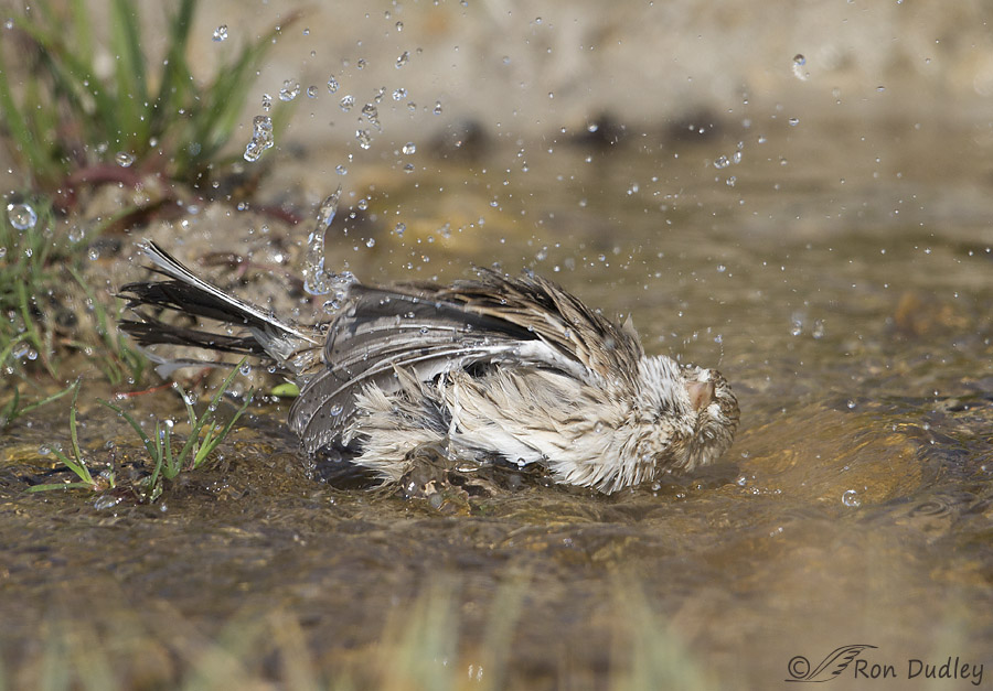 vesper sparrow 4732 ron dudley