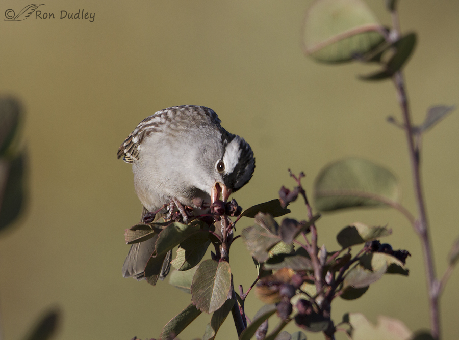 white-crowned sparrow 6572 ron dudley