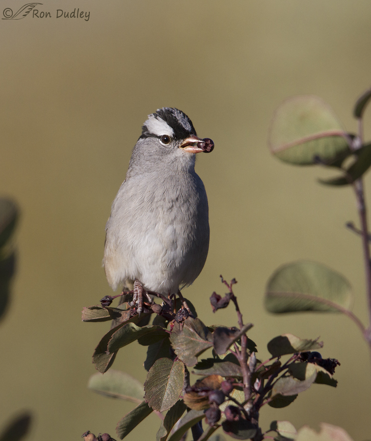 white-crowned sparrow 6587 ron dudley