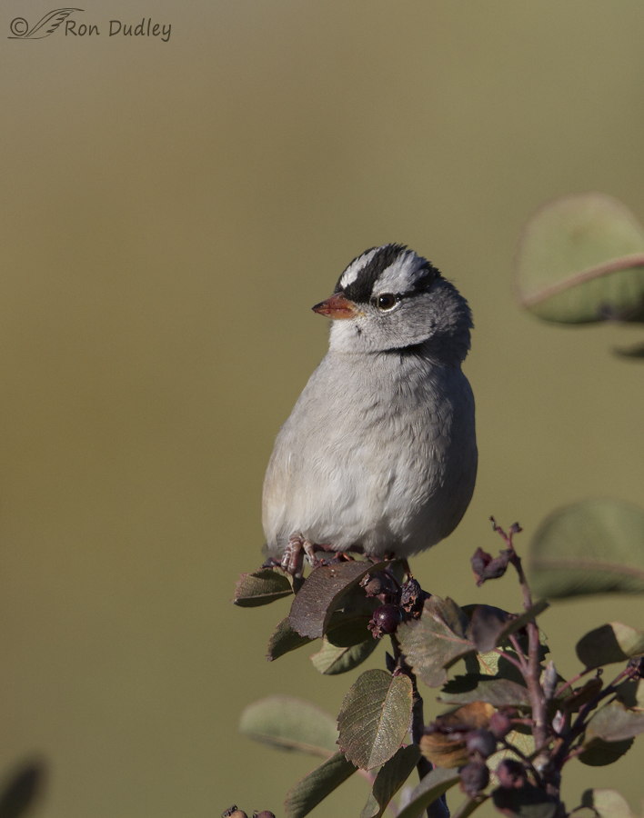 whitte-crowned sparrow 6544 Ron Dudley