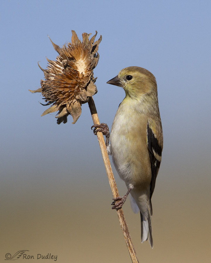 american goldfinch 9827 ron dudley