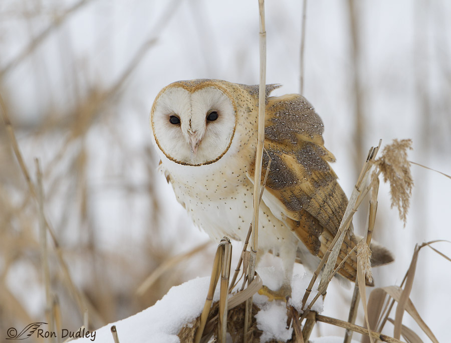 barn owl 8749b ron dudley