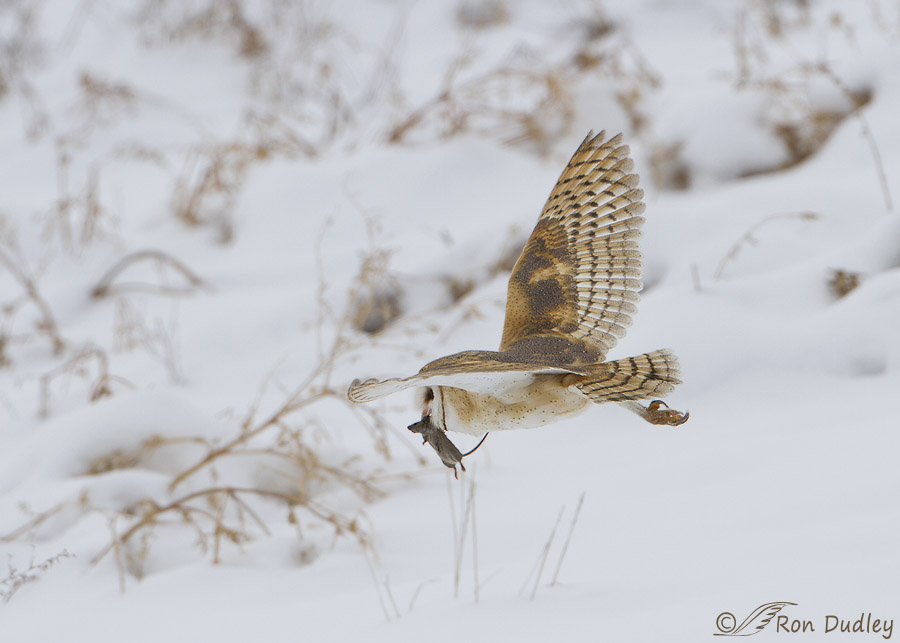 barn owl 9033 ron dudley