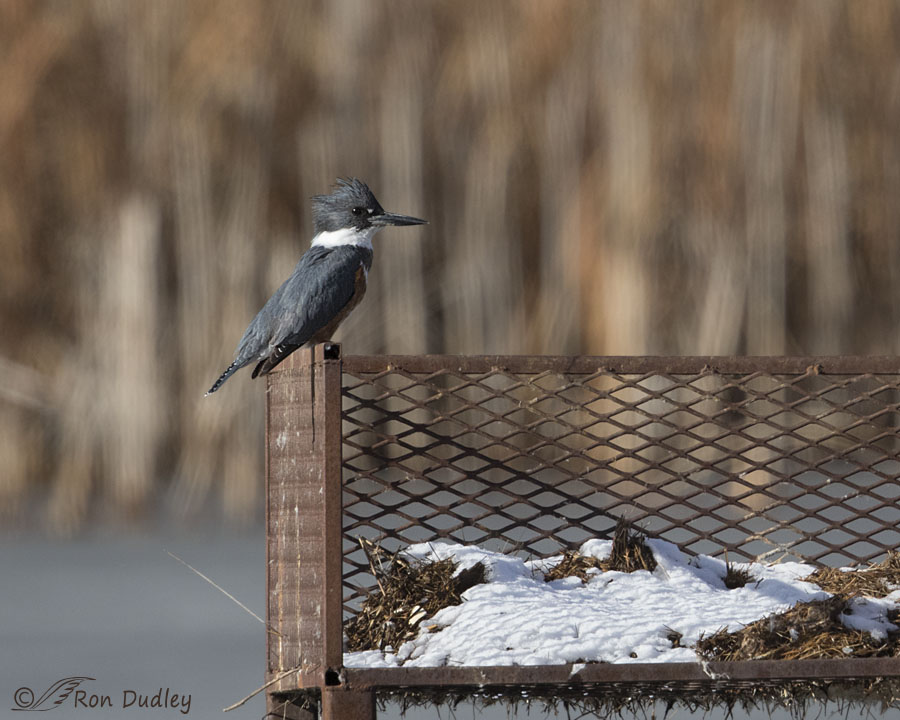 belted kingfisher 2366 ron dudley