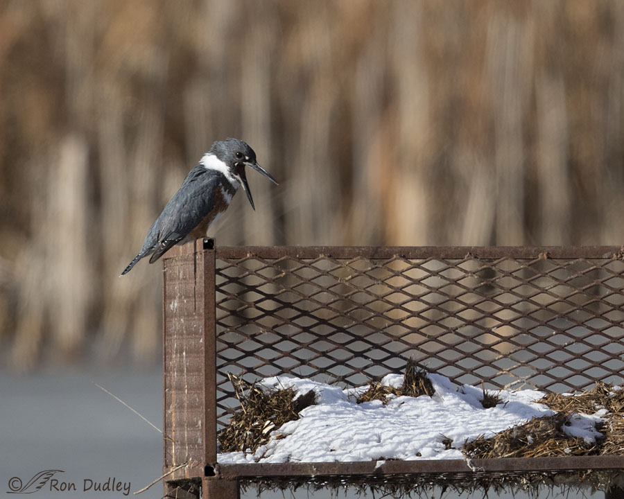 belted kingfisher 2371 ron dudley
