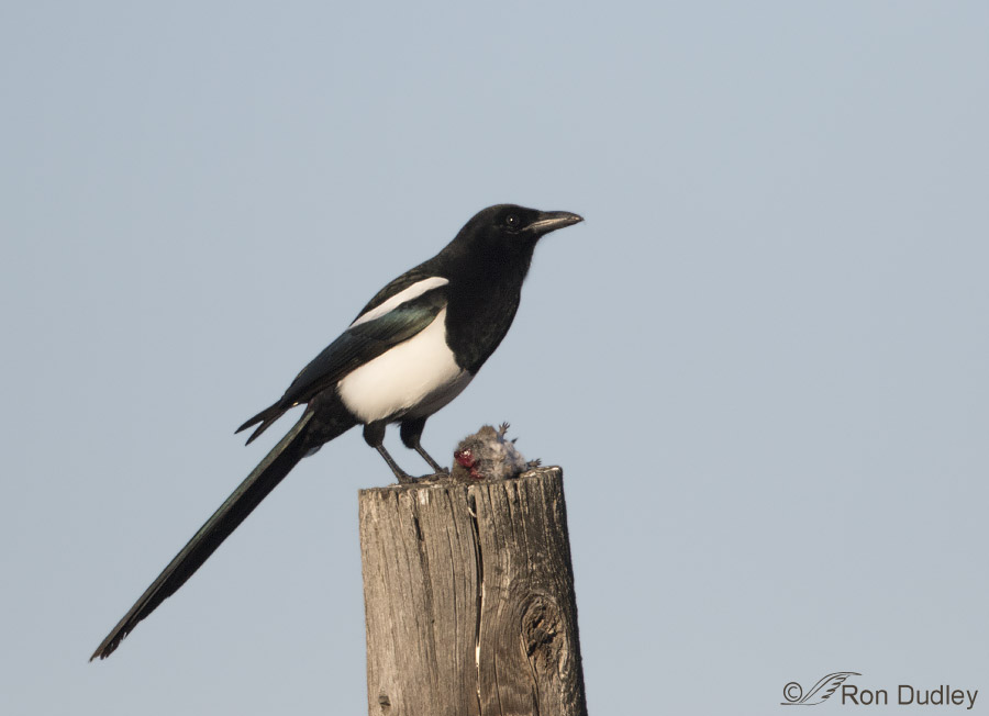 black-billed magpie 2160 ron dudley