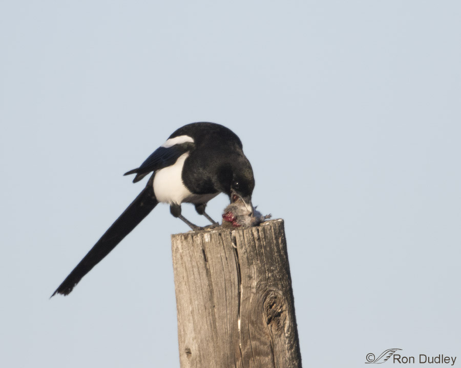black-billed magpie 2166 ron dudley