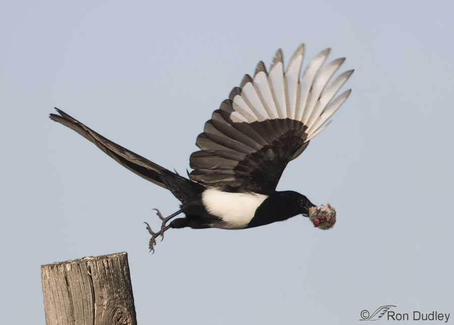 black-billed magpie 2182 ron dudley