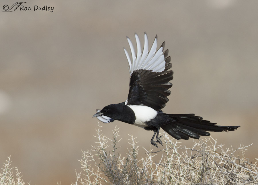 black-billed magpie 6530 ron dudley
