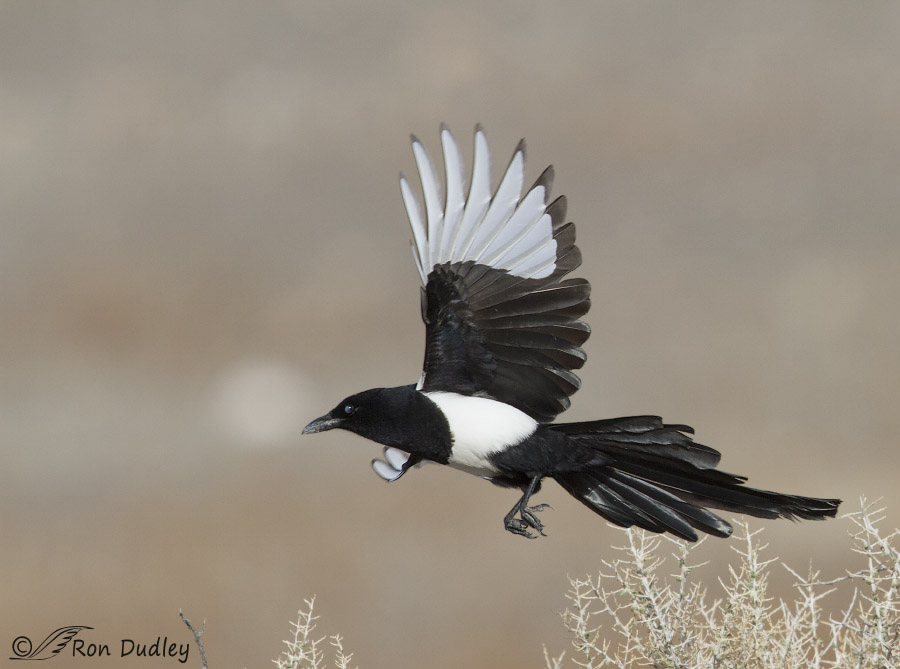 black-billed magpie 6531 ron dudley