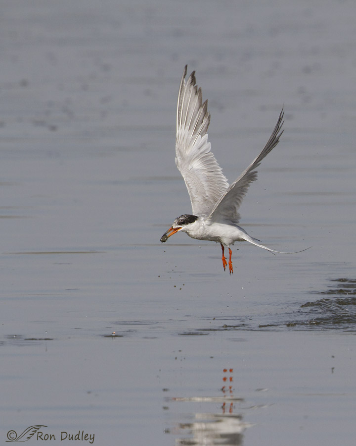forster's tern 7425 ron dudley