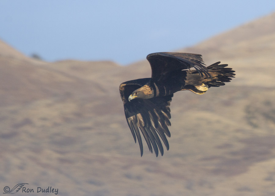 golden eagle 1171 ron dudley