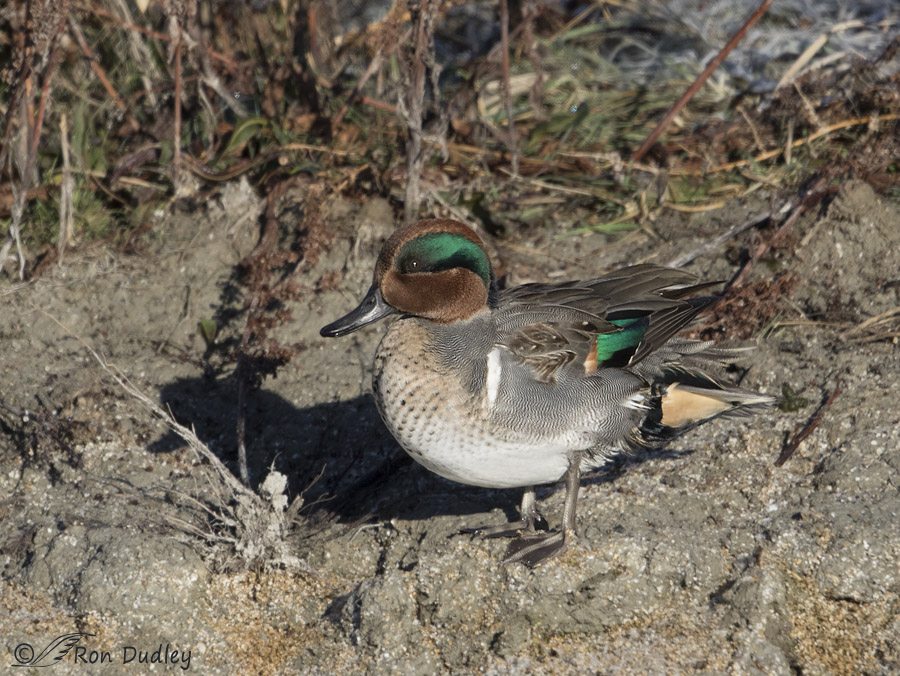 green-winged teal 1979 ron dudley