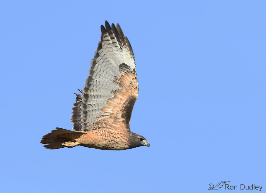 red-tailed hawk 1068b ron dudley