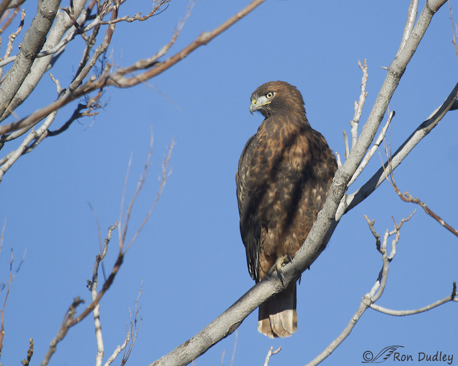 red-tailed hawk 4551 ron dudley