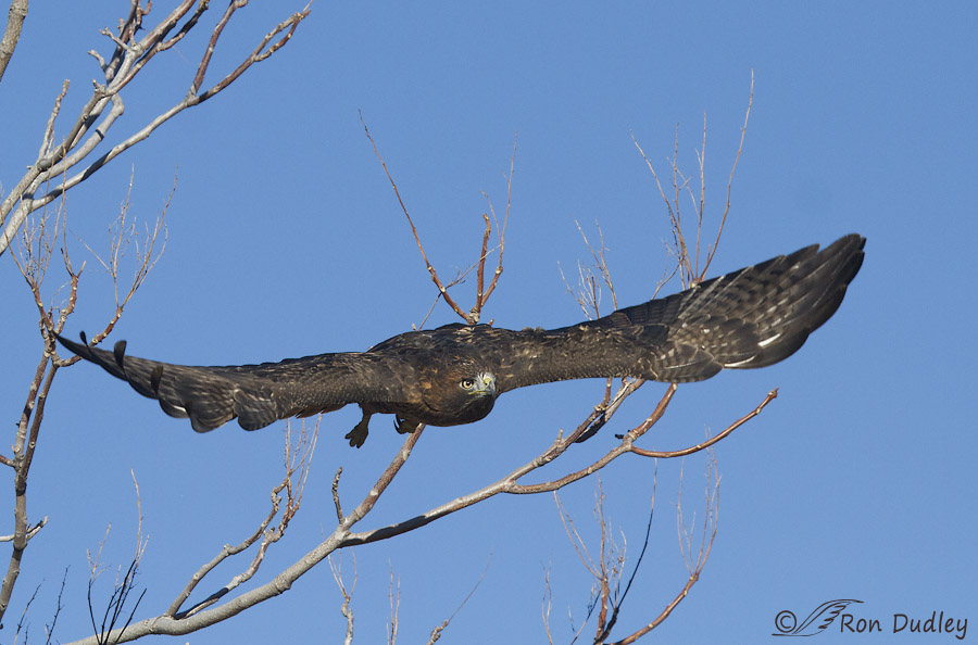 red-tailed hawk 4560 ron dudley