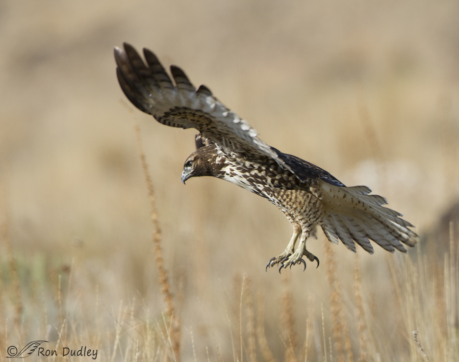 red-tailed hawk 7648 ron dudley