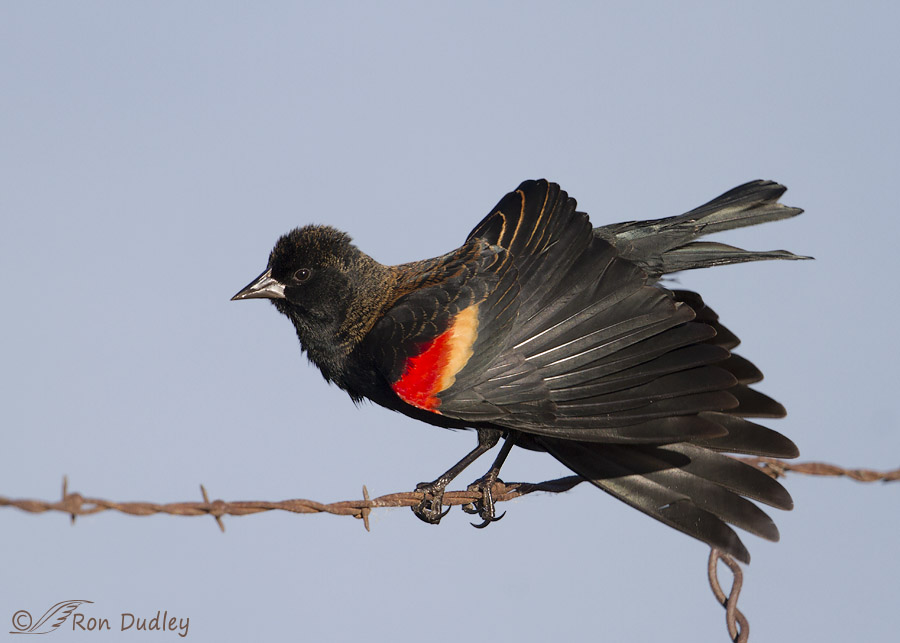 red-winged blackbird 0575b ron dudley