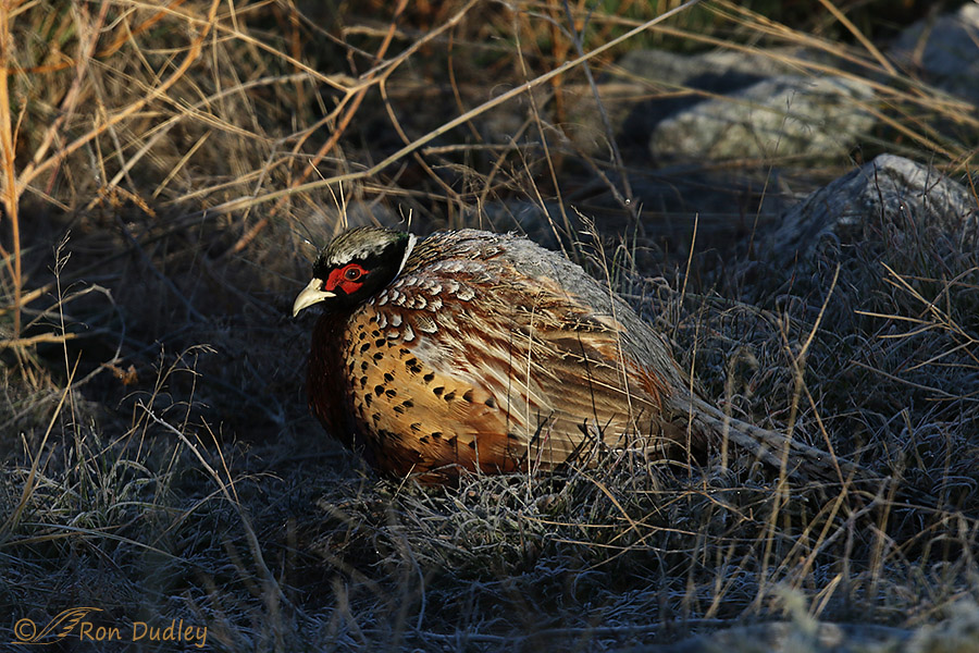 ring-necked pheasant 1295 ron dudley