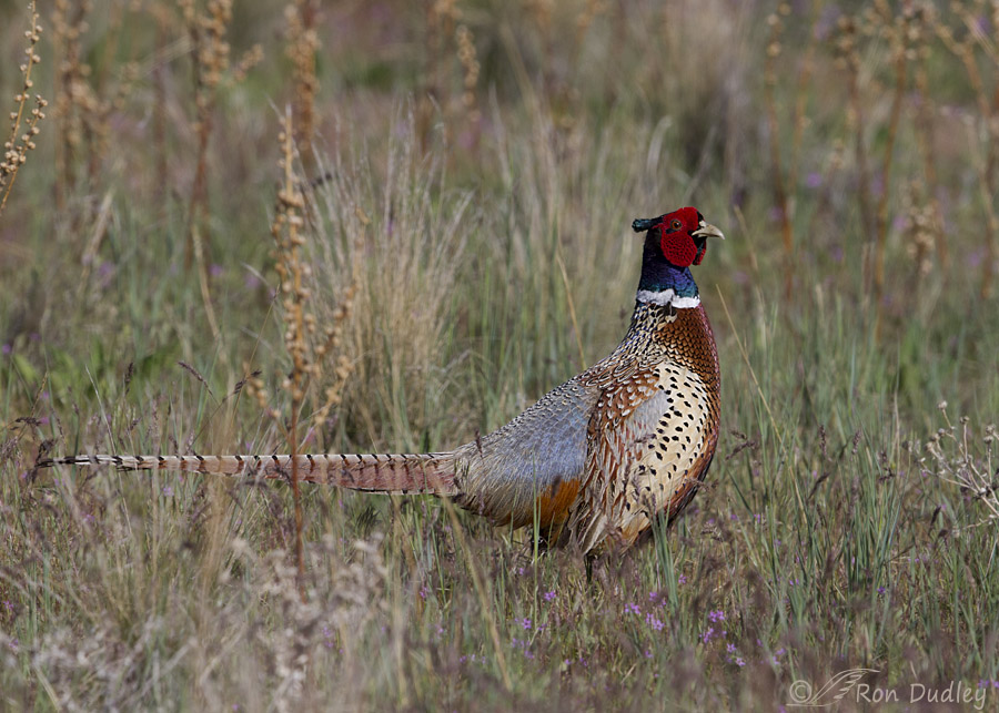 ring-necked pheasant 2440 ron dudley