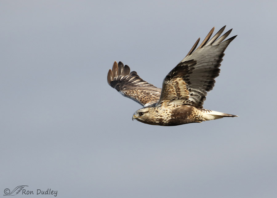 rough-legged hawk 1389 ron dudley