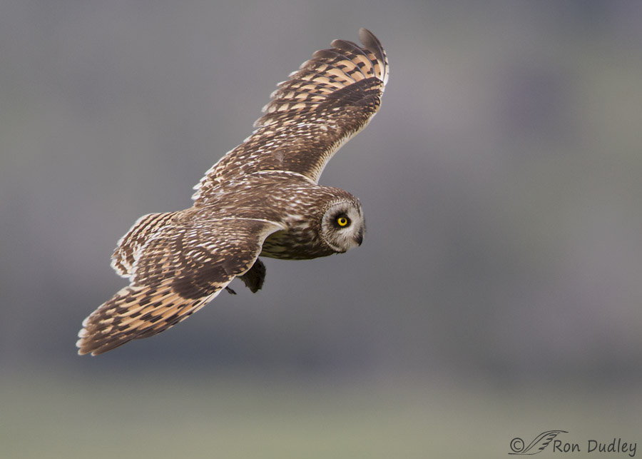 short-eared owl 7513c ron dudley
