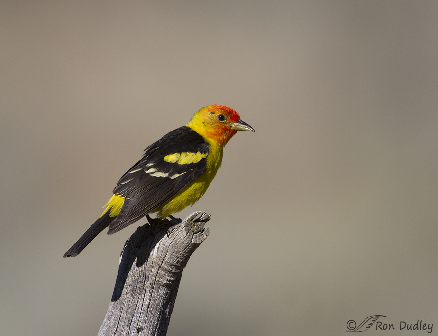 western tanager 4690 ron dudley
