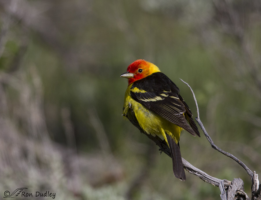 western tanager 5844 ron dudley