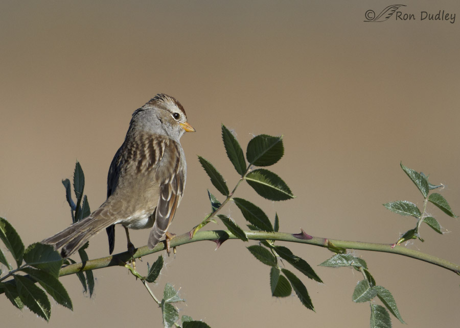 white crowned sparrow 0418 ron dudley