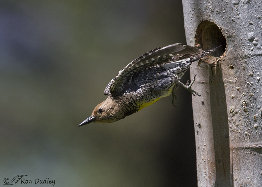 williamson's sapsucker 0684 ron dudley