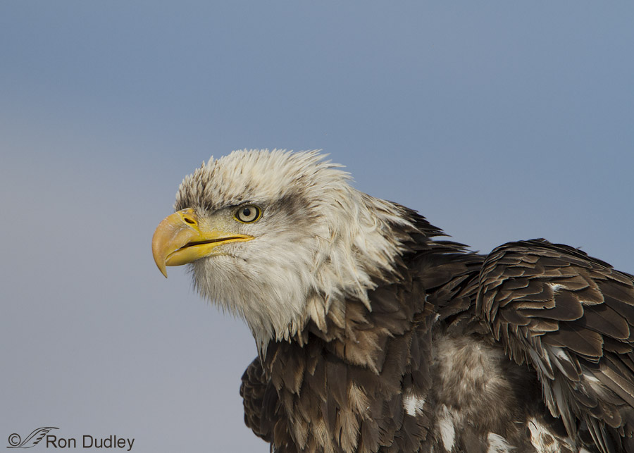 bald eagle 8371 ron dudley