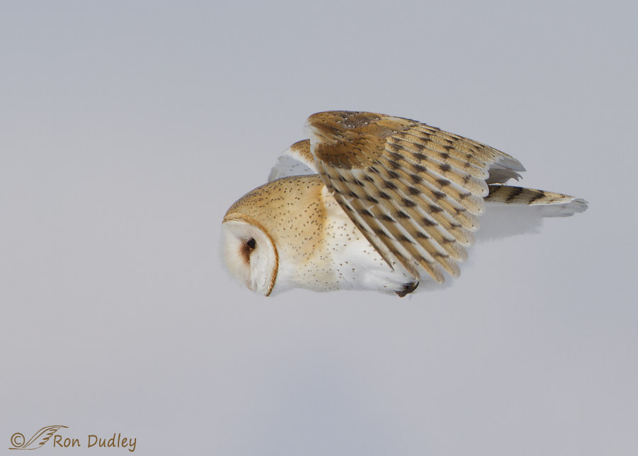 barn owl 2842 ron dudley