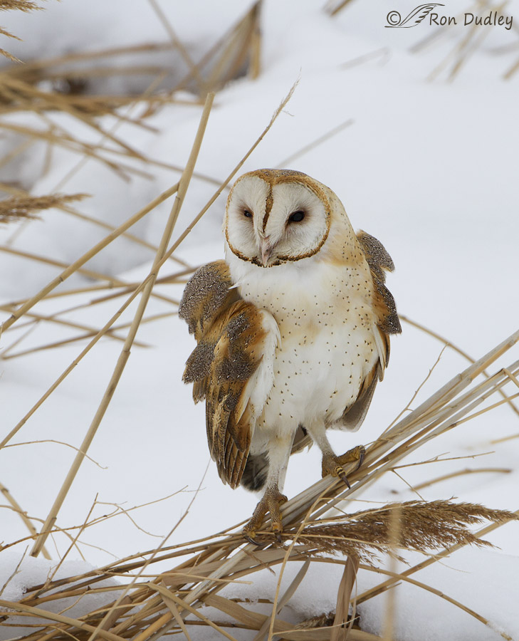 barn owl 8966 ron dudley